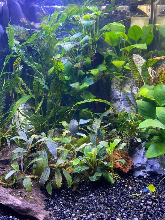 Водоросли в аквариум