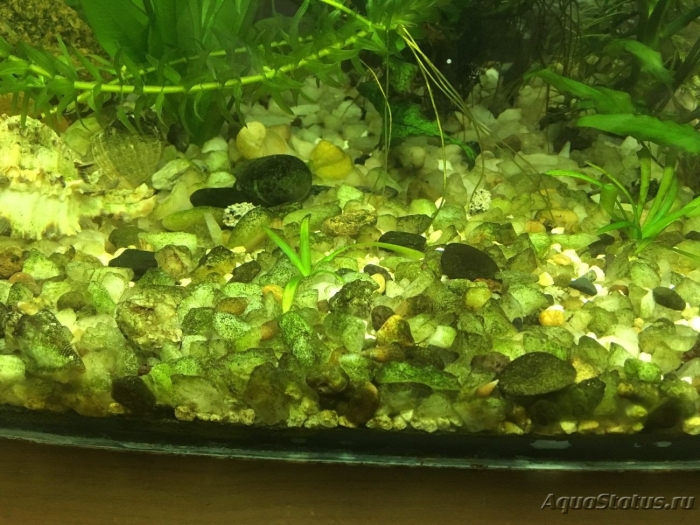 Сомик анциструс в аквариуме 25 литров