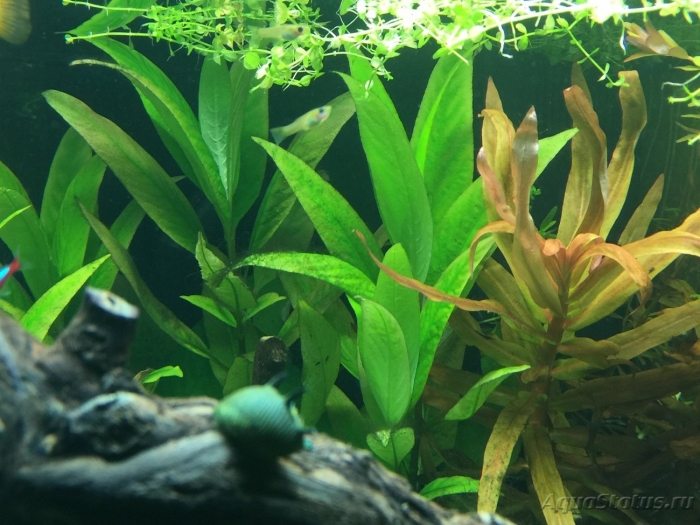 Аквариумное растение