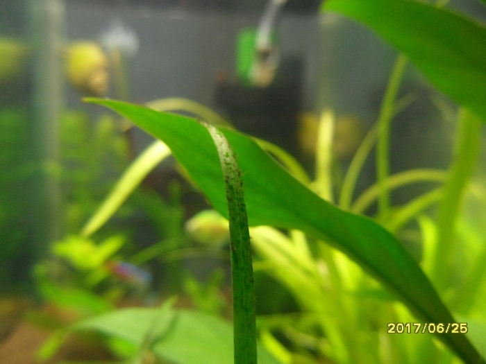 Черная борода водоросли в аквариуме