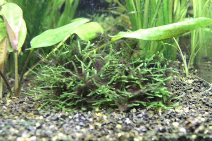 Водоросли черная борода