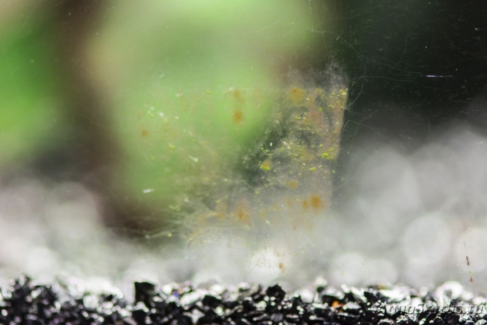 Водоросли на стекле аквариума