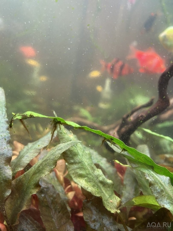Водоросли на стенках аквариума