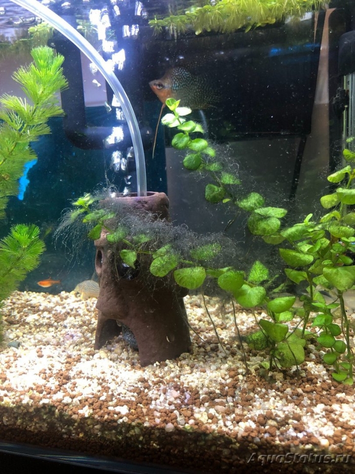 В аквариуме