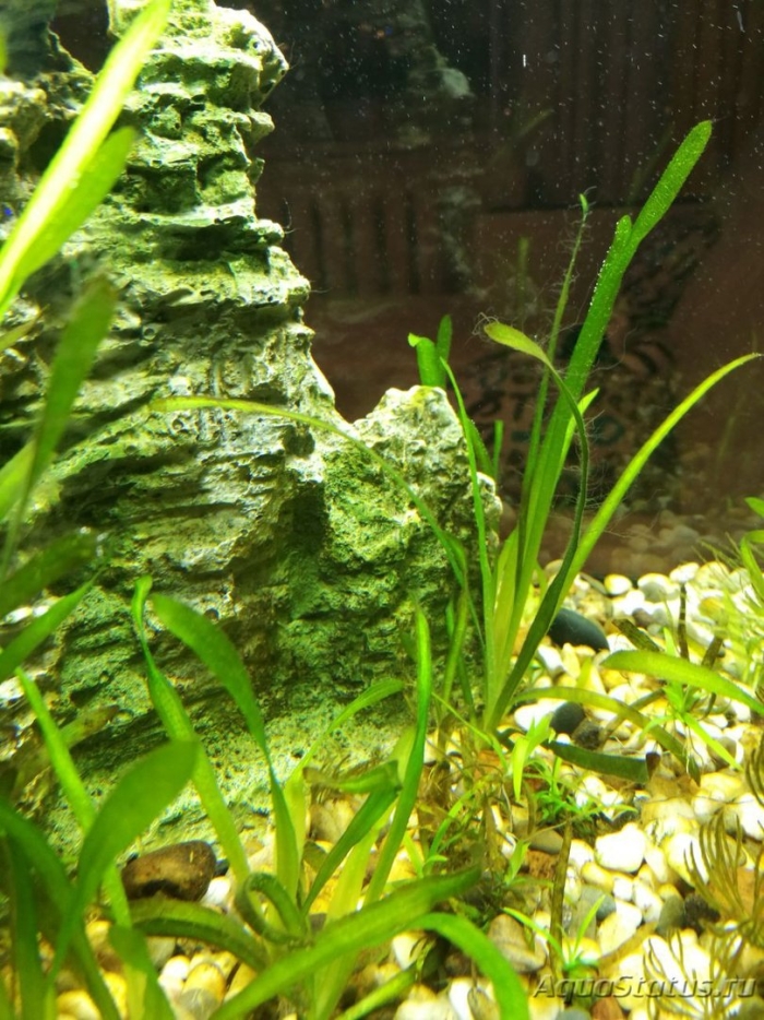 Ризоклониум в аквариуме