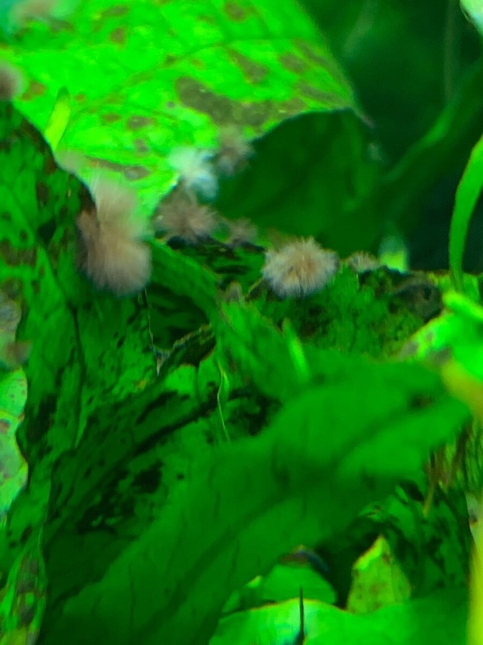 Вьетнамка водоросли в аквариуме