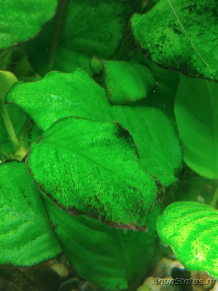 Аквариумное растение