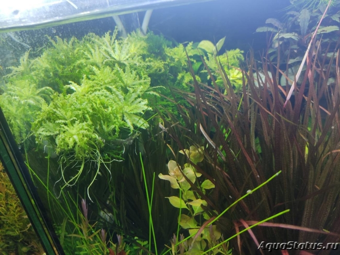 Водоросли в аквариум