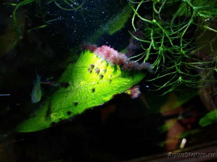 Нитчатые водоросли в аквариуме