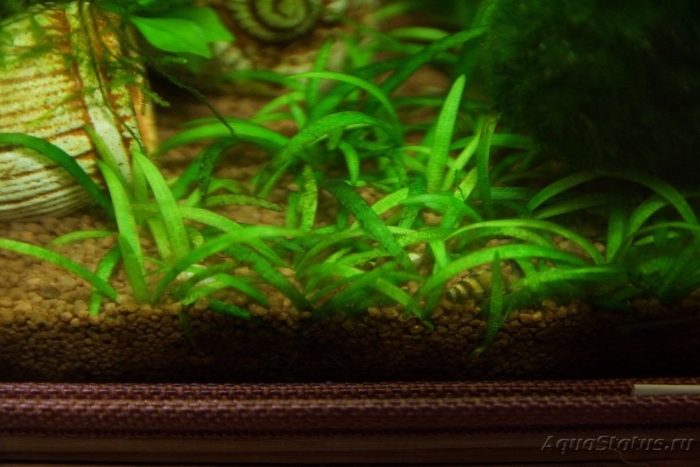 Сагиттария карликовая аквариумное
