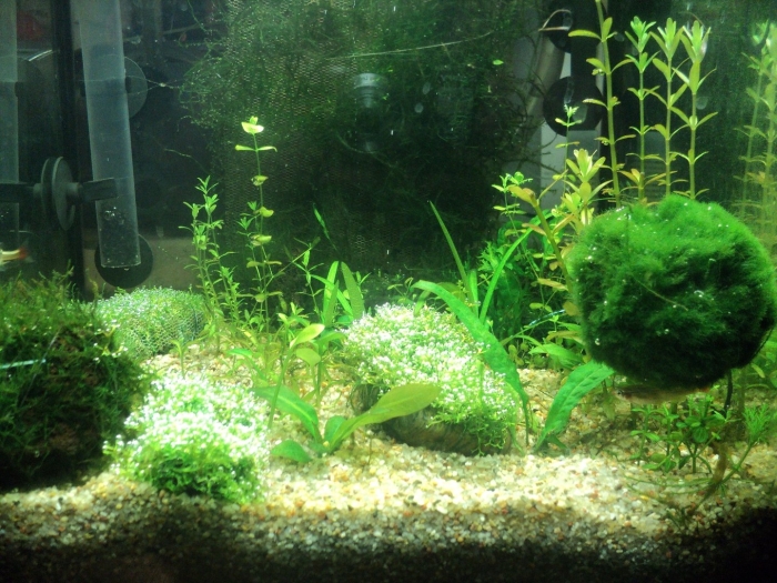 Водоросли в аквариуме