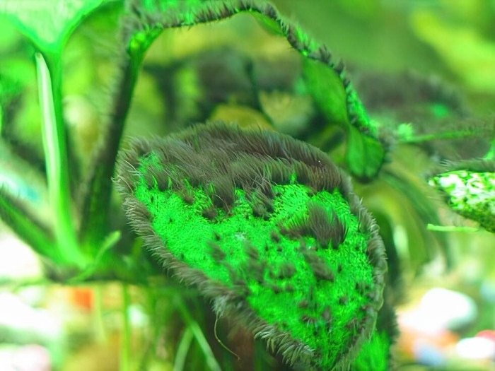 Синезелёные водоросли в аквариуме