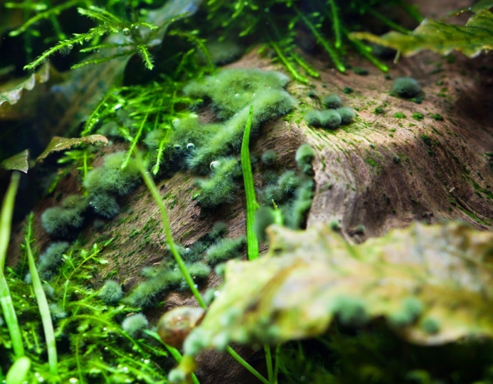 Водоросль вьетнамка