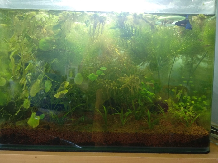 50 литров аквариум