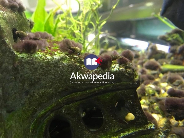 Черная борода водоросли в аквариуме