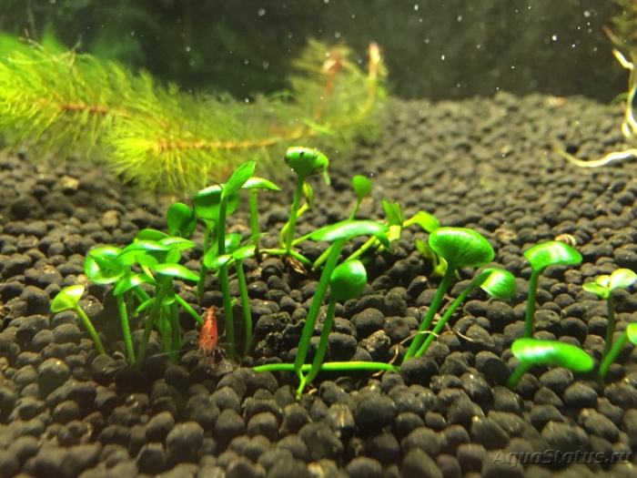 Водоросль ксенококус