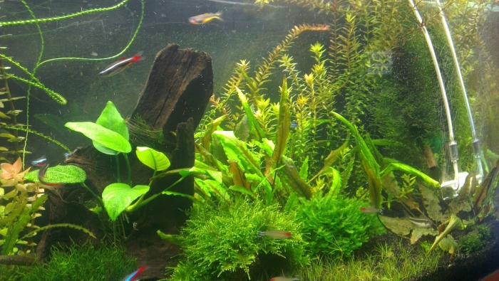Аквариумное растение