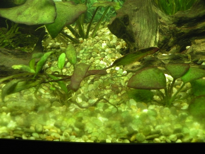 Аквариумное растение