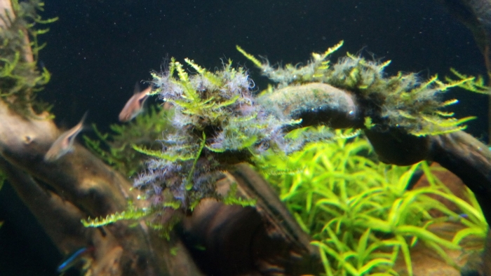 Черная борода на растениях в аквариуме