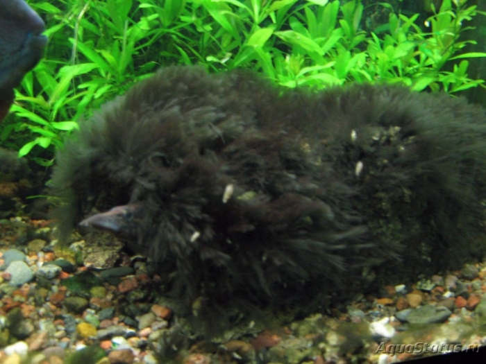 Водоросли черная борода в аквариуме