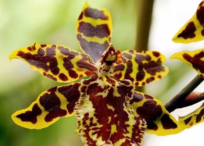 Орхидея камбрия тигровая