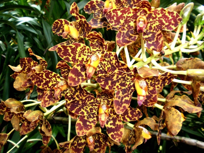Тигровая орхидея (grammatophyllum speciosum).
