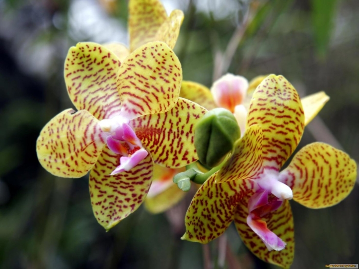 Фаленопсис тайгер