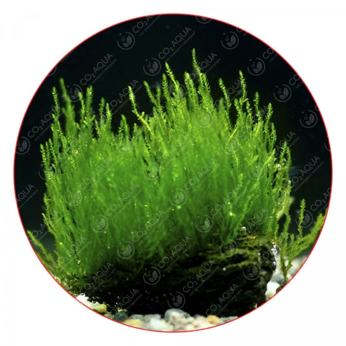 Мох флейм аквариумное