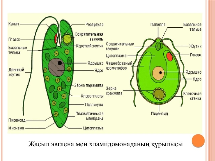 Одноклеточная водоросль хламидомонада