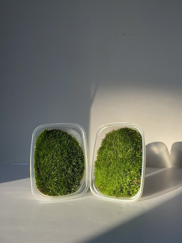 Живой мох леукобриум для флорариумов экосистем