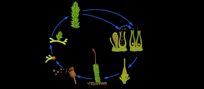 Жизненный цикл мхов 7 класс биология