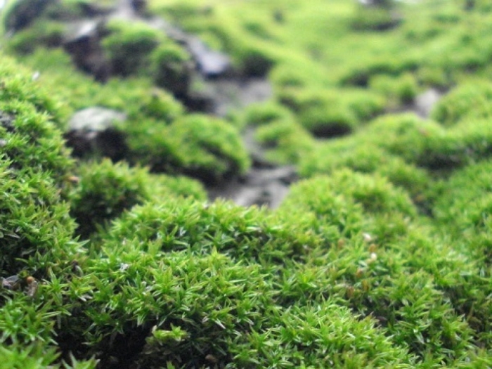 Моховидные растения сфагнум