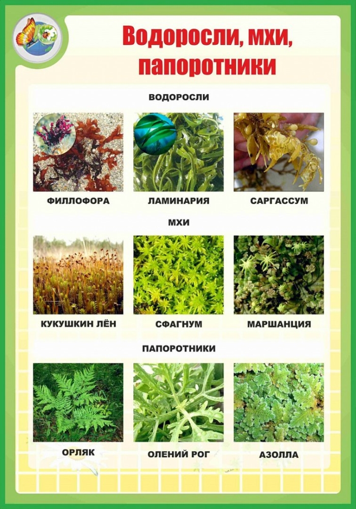 Окружающий мир 3 класс разнообразие растений