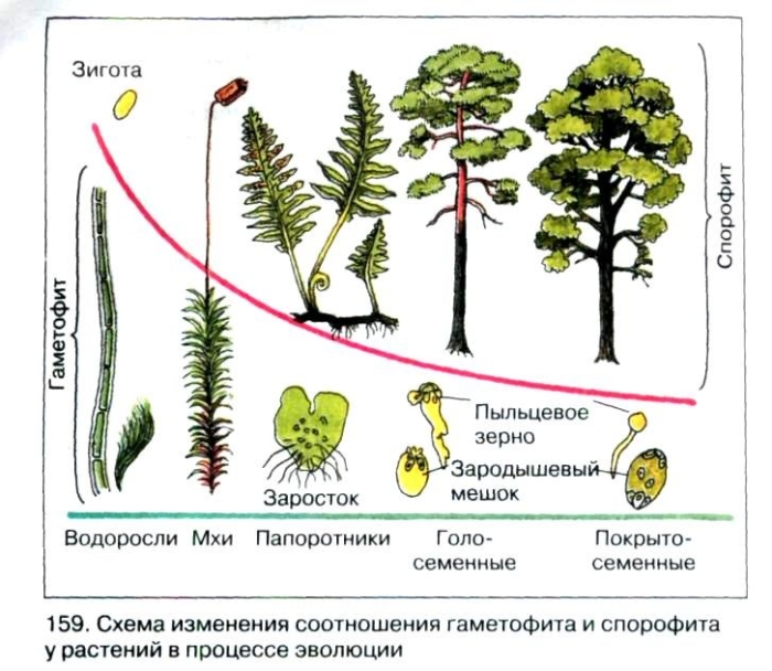 Спорофит мха гаметофит