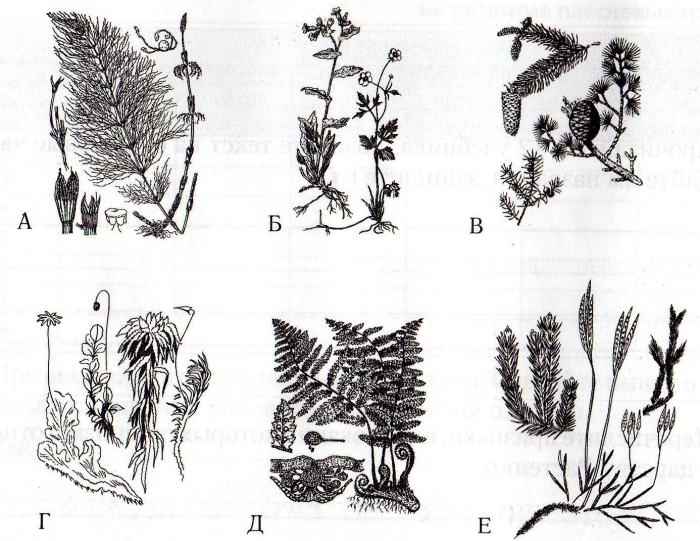 Мхи и хвощи