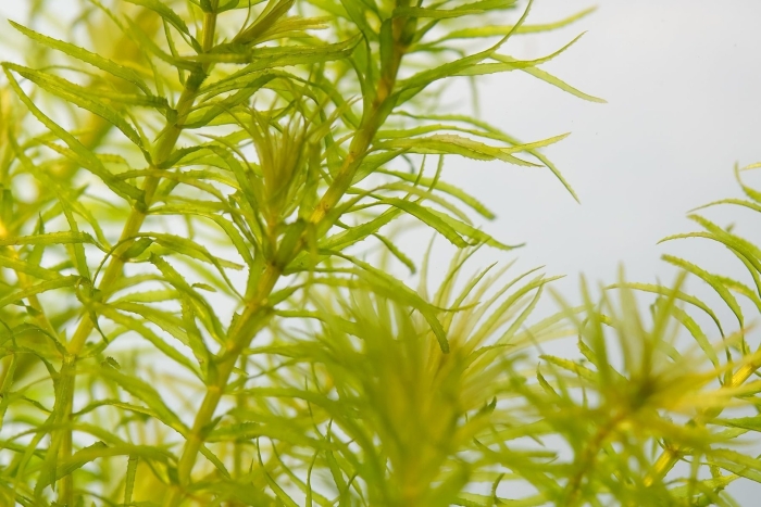 Элодея канадская