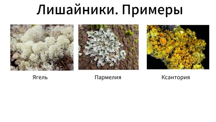 Лишайники 7 класс биология