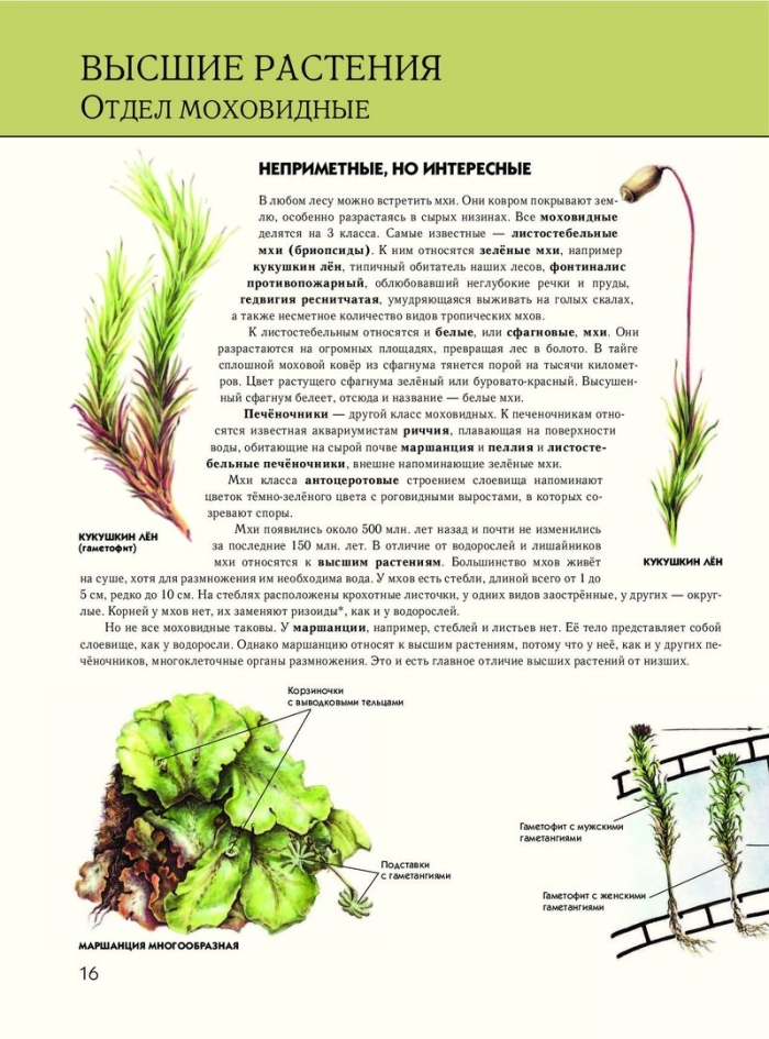 Моховидные 7 класс биология