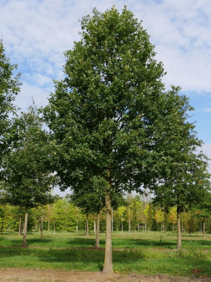 Липа мелколистная tilia cordata