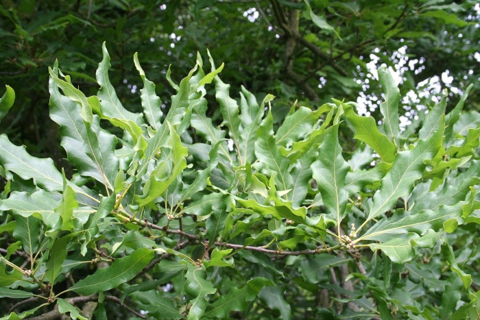 Quercus imbricaria