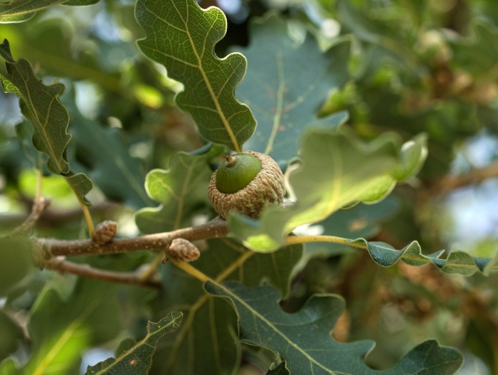 Дуб черешчатый quercus robur
