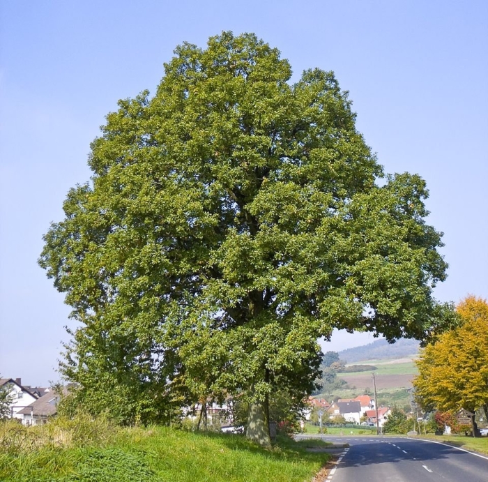 Дуб скальный quercus petraea