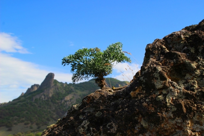 Крымский дуб скальный