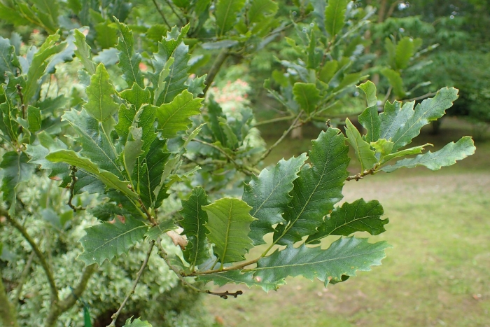 Quercus trojana