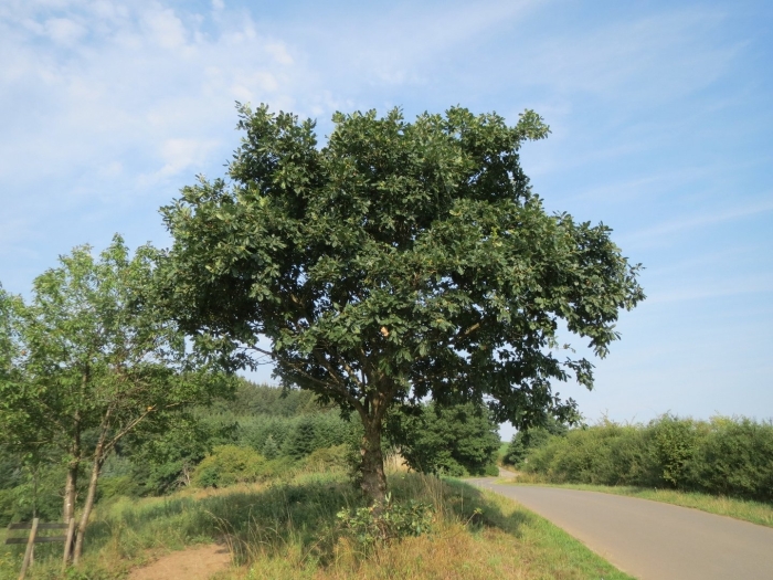 Quercus faginea