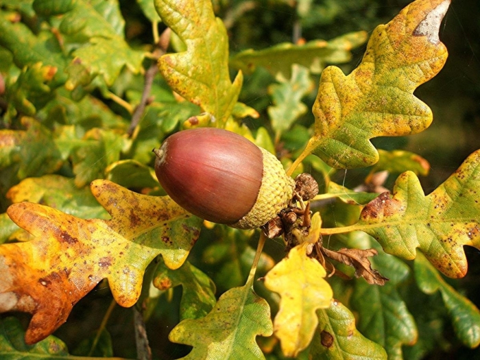 Дуб гартвиса quercus hartwissiana