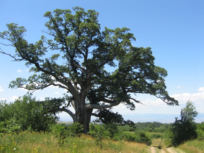 Дуб скальный quercus petraea