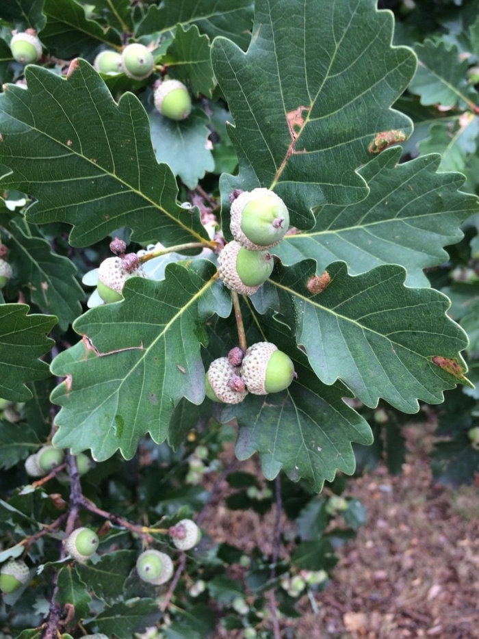 Quercus petraea
