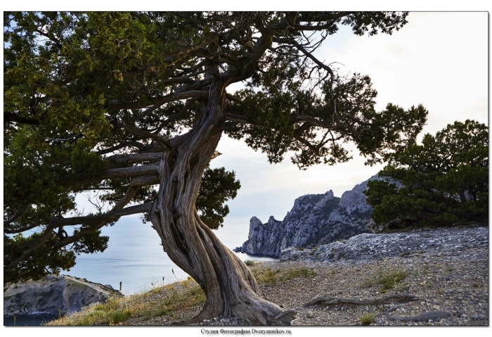 Новый свет крым можжевеловая роща