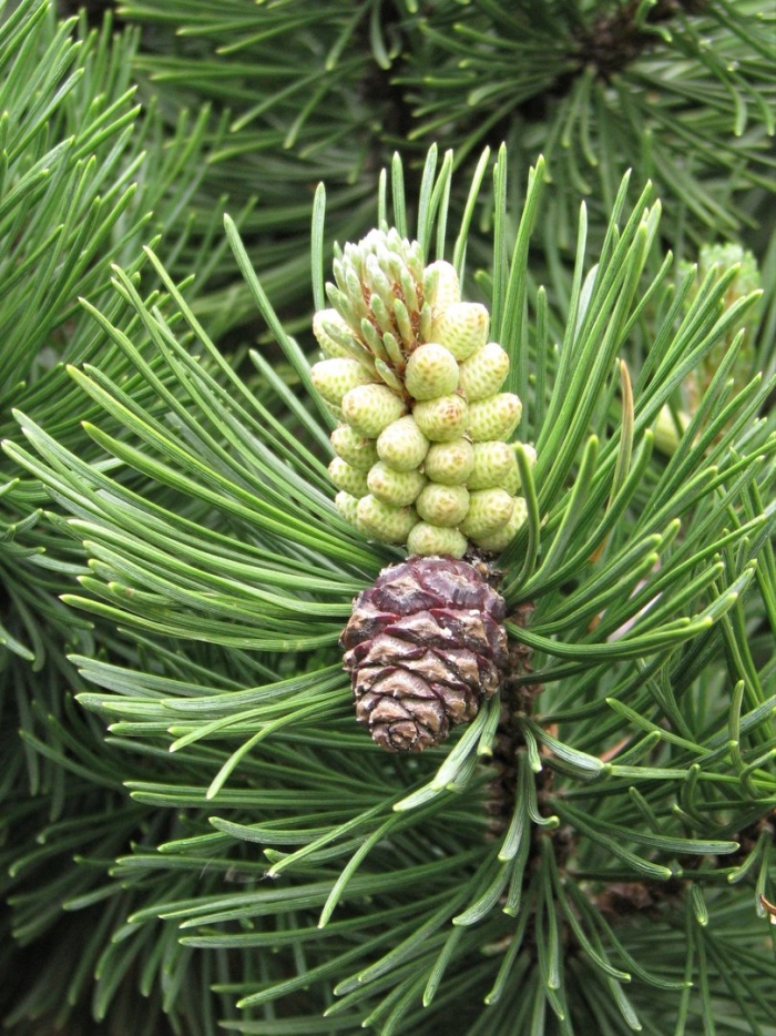 Pinus mugo шишки